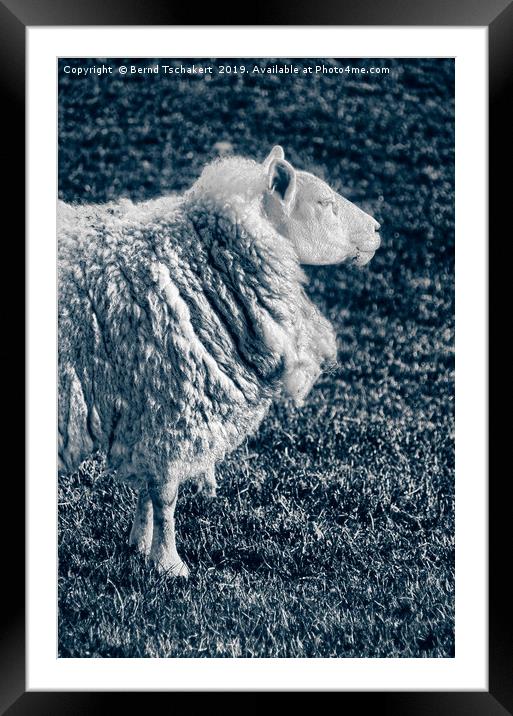 Noble Sheep, Portrait, England, UK  Framed Mounted Print by Bernd Tschakert