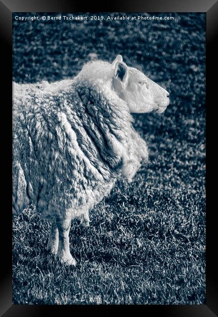 Noble Sheep, Portrait, England, UK  Framed Print by Bernd Tschakert