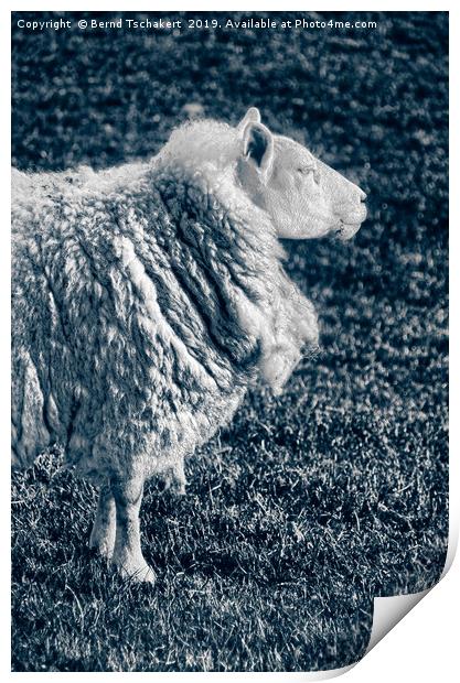 Noble Sheep, Portrait, England, UK  Print by Bernd Tschakert