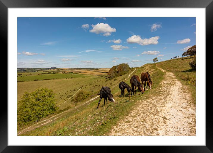 Four Amigos - Ponies Grazing on Historic Cissbury  Framed Mounted Print by Malcolm McHugh