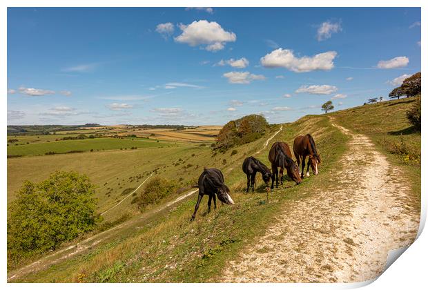 Four Amigos - Ponies Grazing on Historic Cissbury  Print by Malcolm McHugh