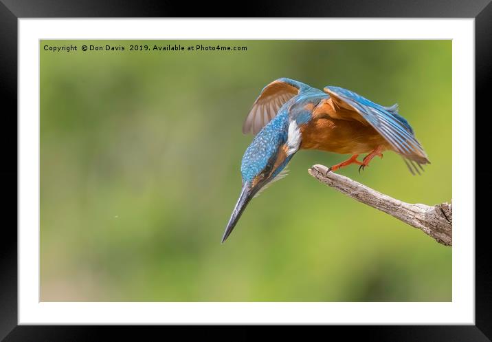 Eyes Down. Framed Mounted Print by Don Davis