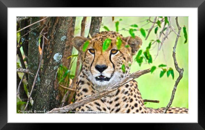 Cheetah in the Masia Mara Framed Mounted Print by steve akerman