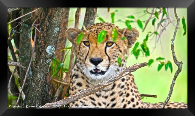 Cheetah in the Masia Mara Framed Print by steve akerman
