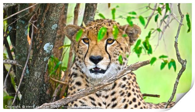 Cheetah in the Masia Mara Print by steve akerman