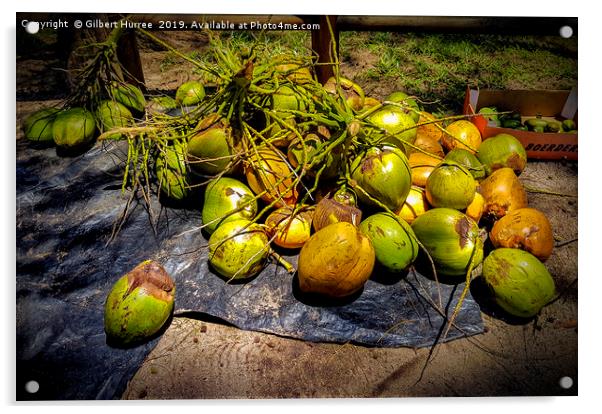 Tropical Allure: Mauritius' Verdant Coconuts Acrylic by Gilbert Hurree
