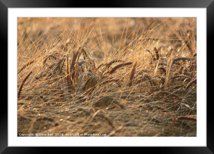 Wheat Framed Mounted Print by Dave Bell