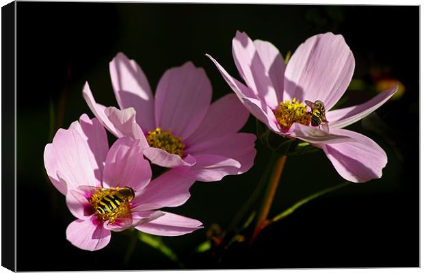Pink Cosmos Canvas Print by Jacqi Elmslie