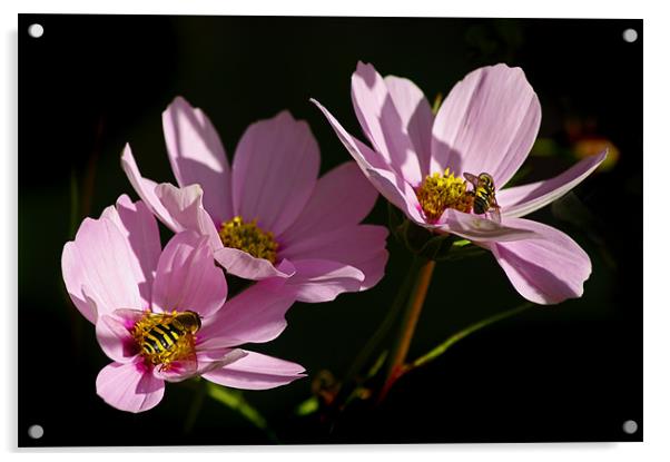 Pink Cosmos Acrylic by Jacqi Elmslie