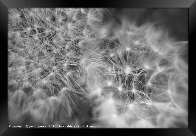 Dandelion Seeds                                Framed Print by jason jones