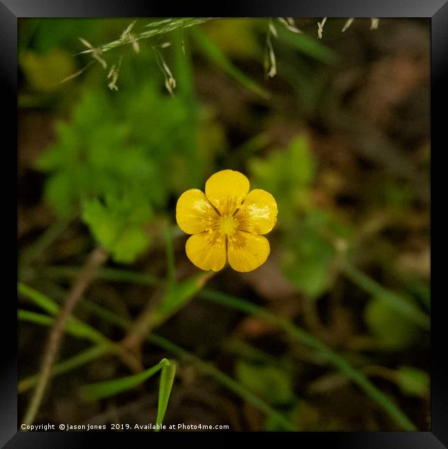 SIngle Buttercup                                Framed Print by jason jones