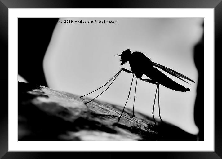Snipe Fly Silhouette Framed Mounted Print by Mark  F Banks