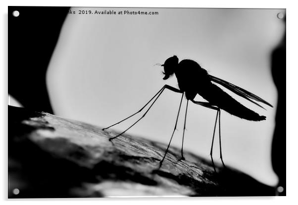 Snipe Fly Silhouette Acrylic by Mark  F Banks