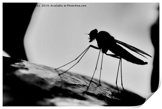 Snipe Fly Silhouette Print by Mark  F Banks