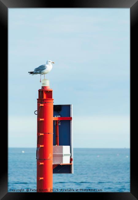 One legged seagull Framed Print by Peter Smith