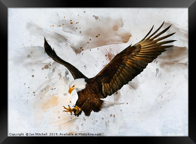 Voice of The Eagle Framed Print by Ian Mitchell