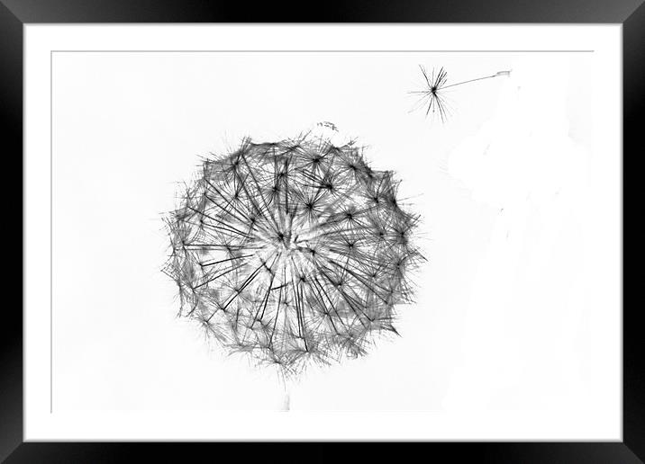 Dandelion-4 Framed Mounted Print by Brian Beckett