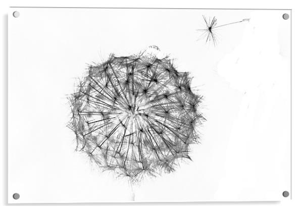 Dandelion-4 Acrylic by Brian Beckett
