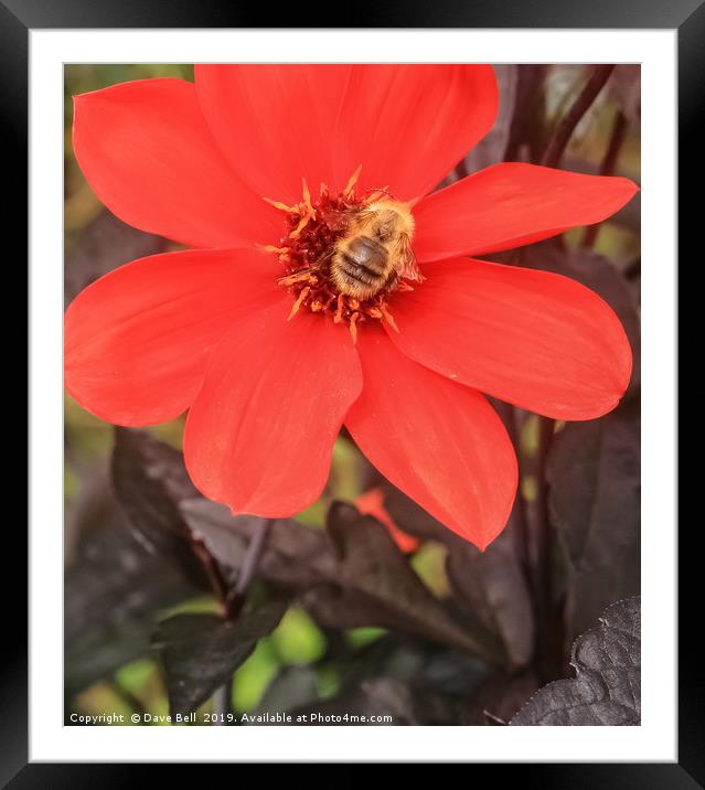 Honey Bee on Dahlia Framed Mounted Print by Dave Bell