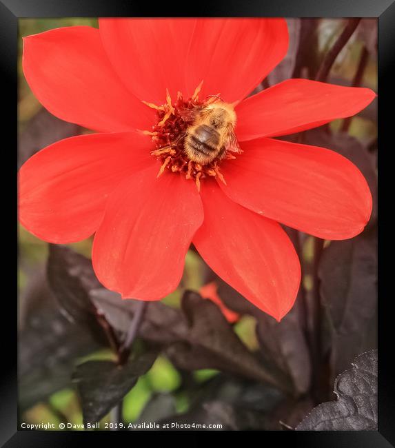 Honey Bee on Dahlia Framed Print by Dave Bell