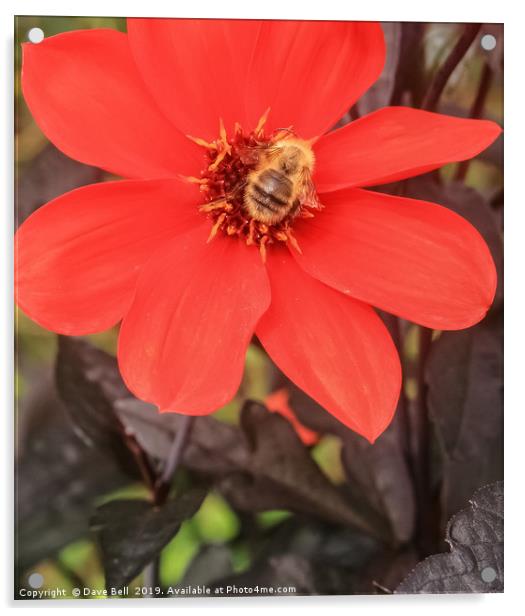 Honey Bee on Dahlia Acrylic by Dave Bell