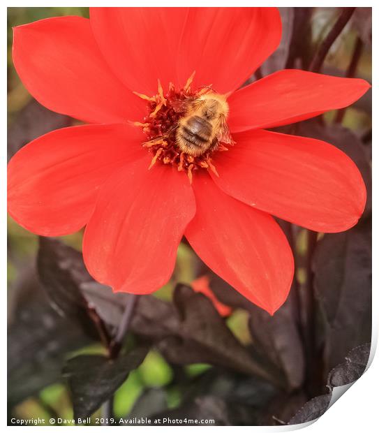 Honey Bee on Dahlia Print by Dave Bell