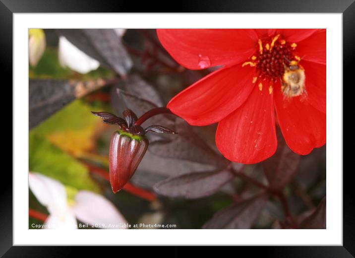Dahlia Bud Framed Mounted Print by Dave Bell