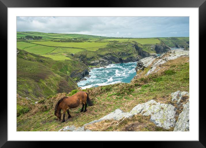 Horse at Willapark Lookout Framed Mounted Print by Andrew Michael