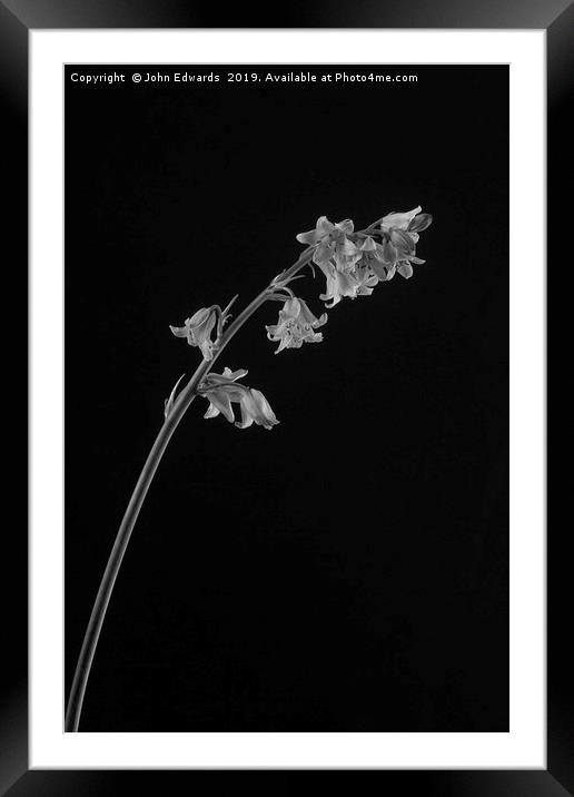 Hyacinthoides hispanica Framed Mounted Print by John Edwards