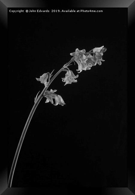 Hyacinthoides hispanica Framed Print by John Edwards