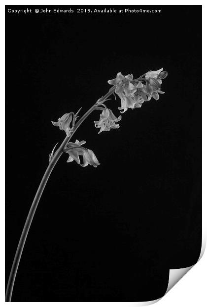 Hyacinthoides hispanica Print by John Edwards