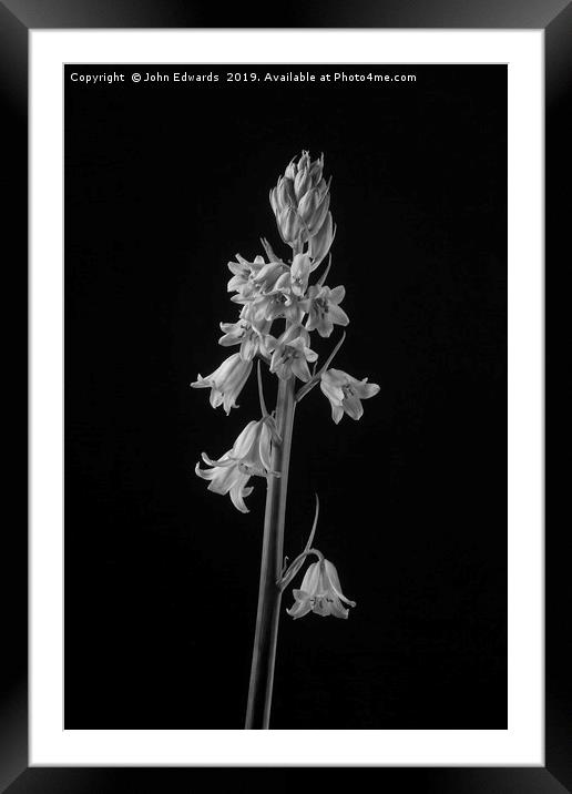 Spanish Bluebell (Hyacinthoides hispanica)  Framed Mounted Print by John Edwards