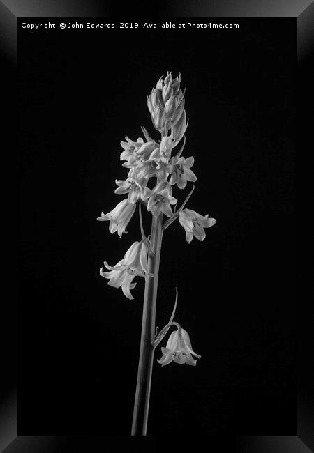 Spanish Bluebell (Hyacinthoides hispanica)  Framed Print by John Edwards