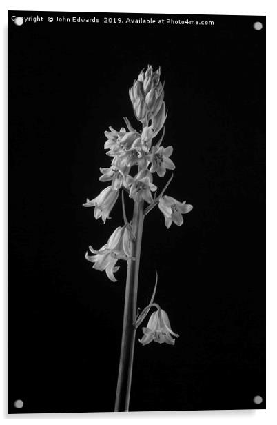 Spanish Bluebell (Hyacinthoides hispanica)  Acrylic by John Edwards