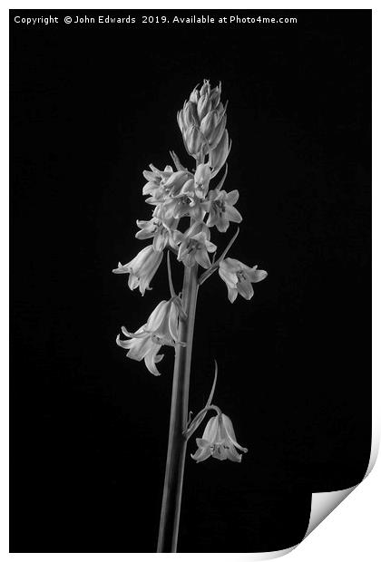 Spanish Bluebell (Hyacinthoides hispanica)  Print by John Edwards