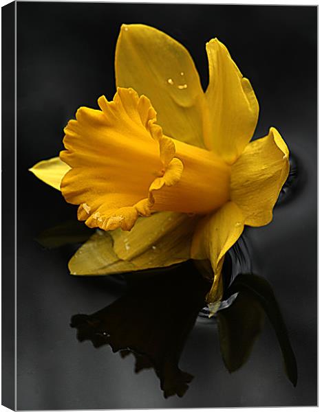 Daffodil Canvas Print by Doug McRae