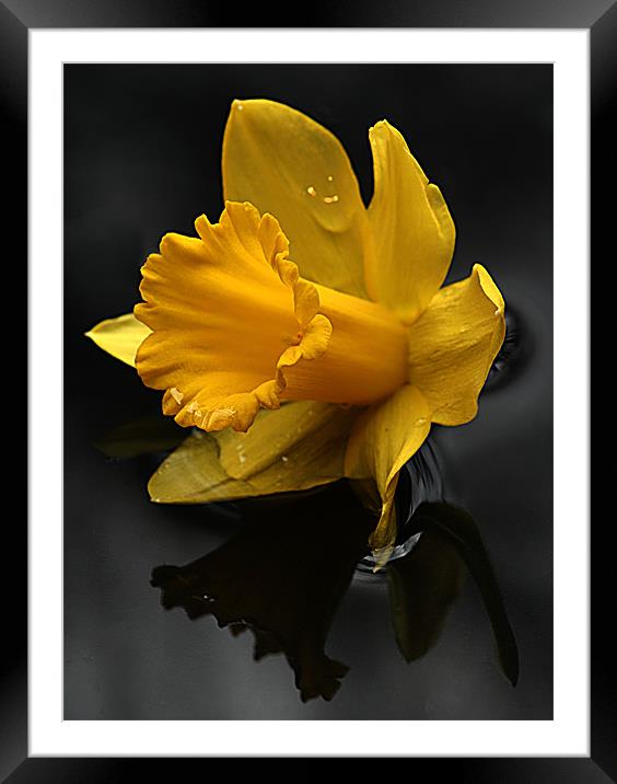 Daffodil Framed Mounted Print by Doug McRae