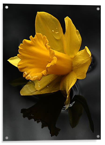 Daffodil Acrylic by Doug McRae