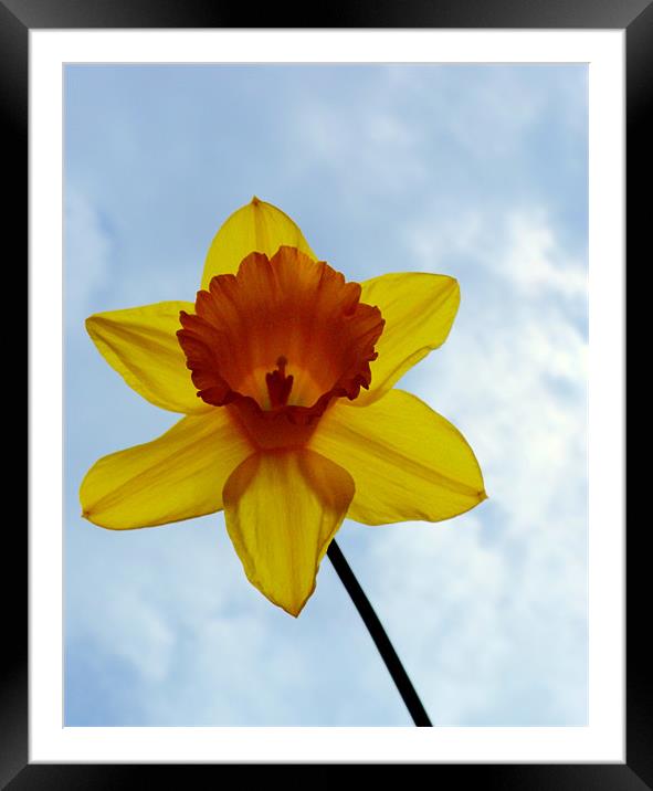 Sky Daff Framed Mounted Print by Louise Godwin