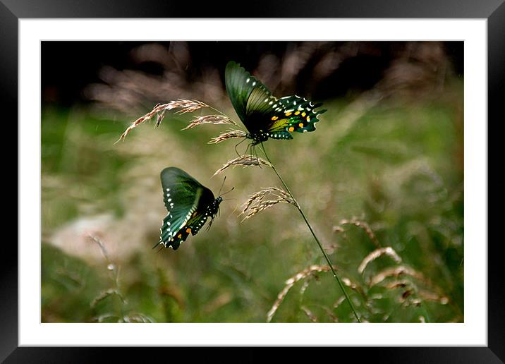 After the Rain Framed Mounted Print by Julie Hoddinott