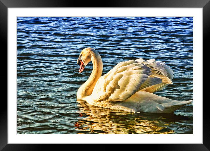 Golden Swan Framed Mounted Print by Anthony Michael 