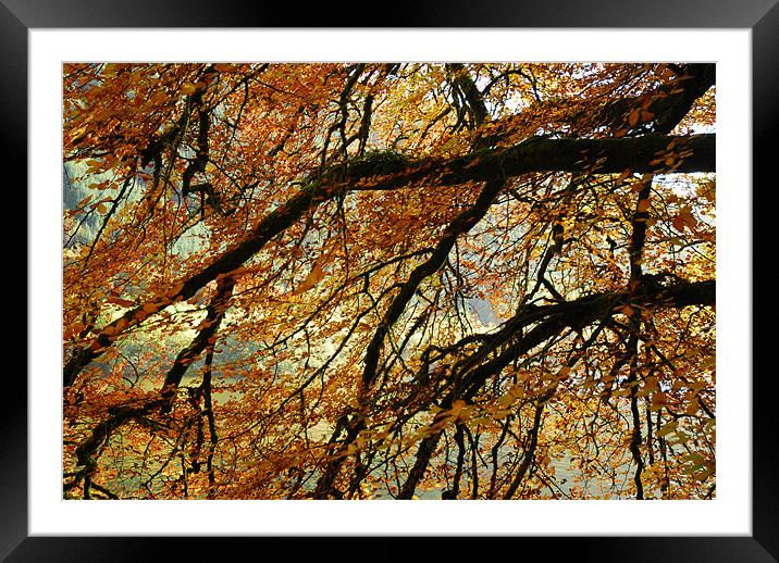 Autumn Tree Framed Mounted Print by Lisa Shotton