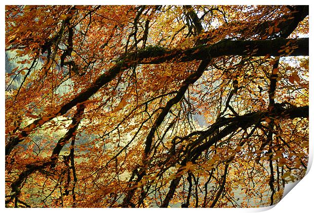 Autumn Tree Print by Lisa Shotton