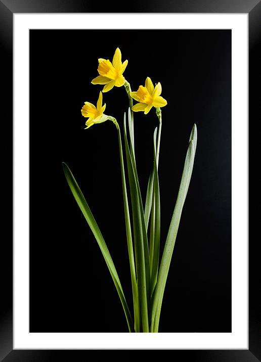Narcissus Framed Mounted Print by Tony Bates