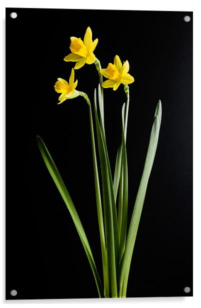Narcissus Acrylic by Tony Bates