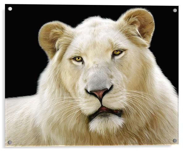 White Lion Acrylic by Julie Hoddinott