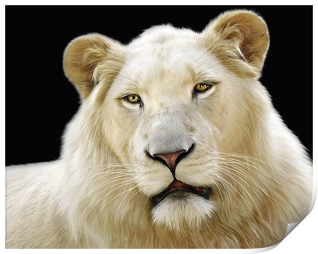 White Lion Print by Julie Hoddinott