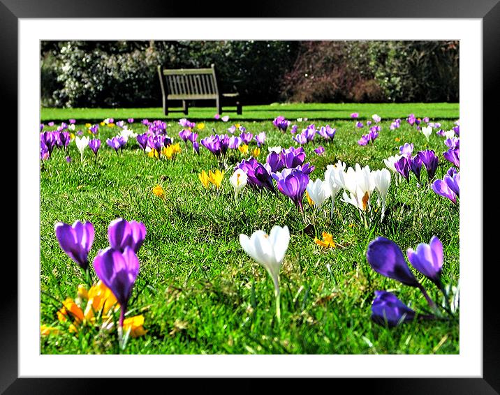 Park Bench & Crocus Framed Mounted Print by Dawn O'Connor
