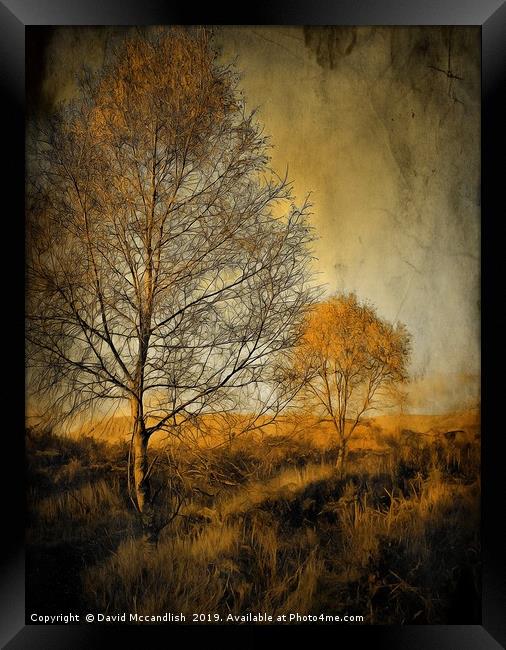 Birch trees on Ardinning Moor 2 Framed Print by David Mccandlish