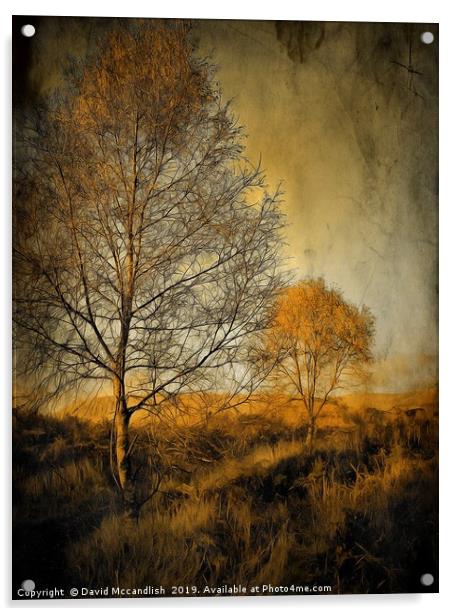 Birch trees on Ardinning Moor 2 Acrylic by David Mccandlish